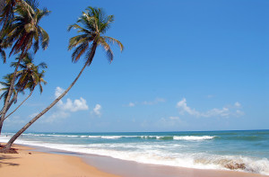 Goa agonda beach with palm trees